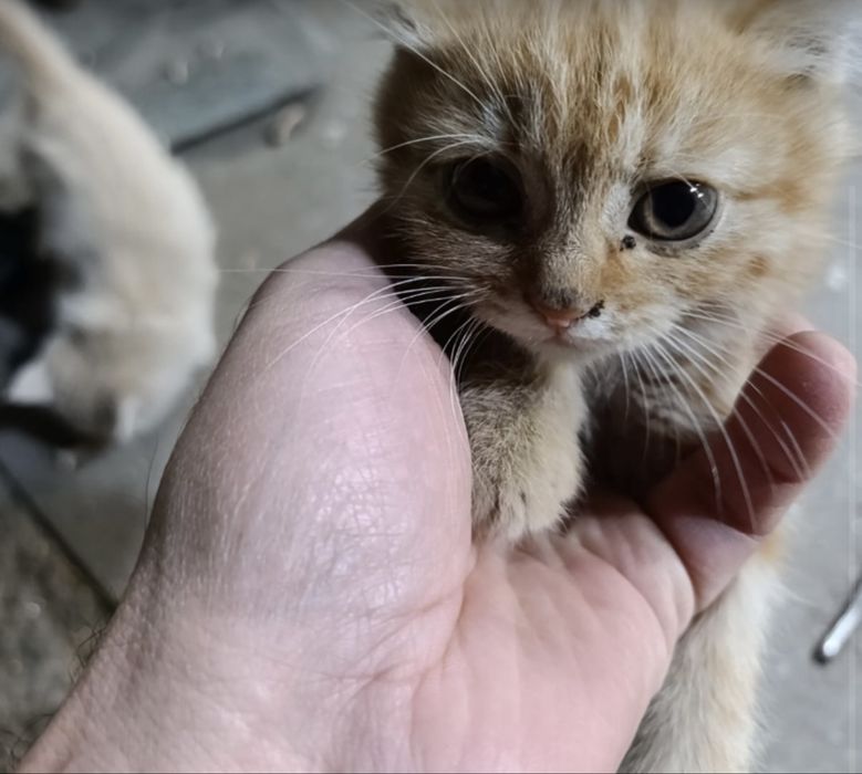 Котята, ищу им дом