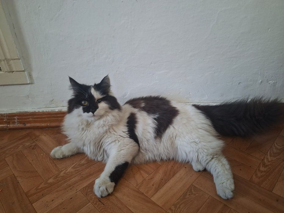 Отдам котенка в добрые руки