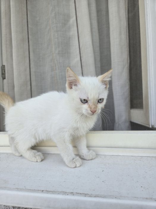 Белый котик ищет дом