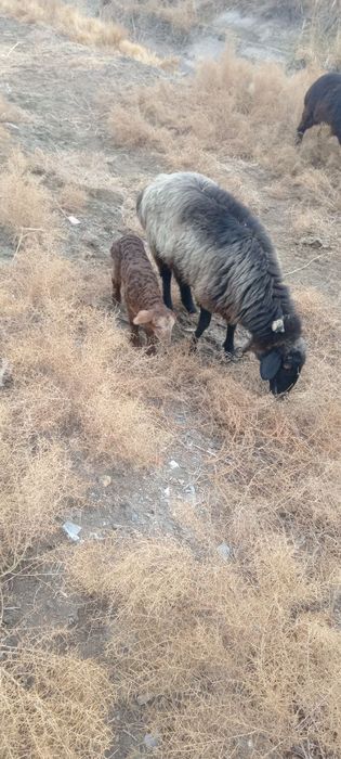 Qoy qozilar sotiladi ona bola