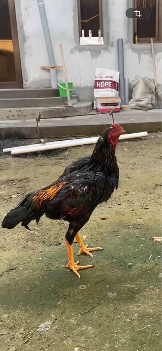 майда чиккан жожа сотилади