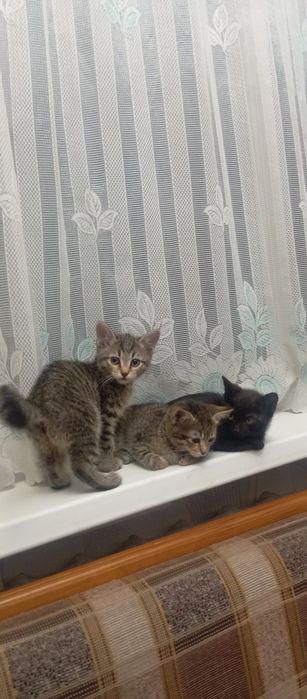 Котята бесплатно.