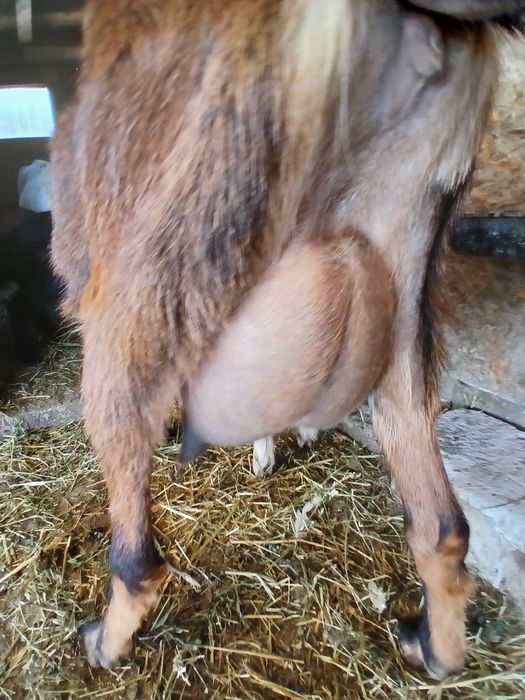 Vând capră  si ieduta alpina franceză