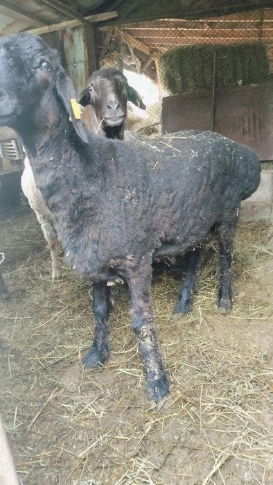 Гиссар кошкарлар сатылады семиз