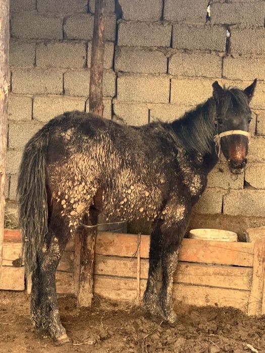 Ұрғашы тай сатылады!