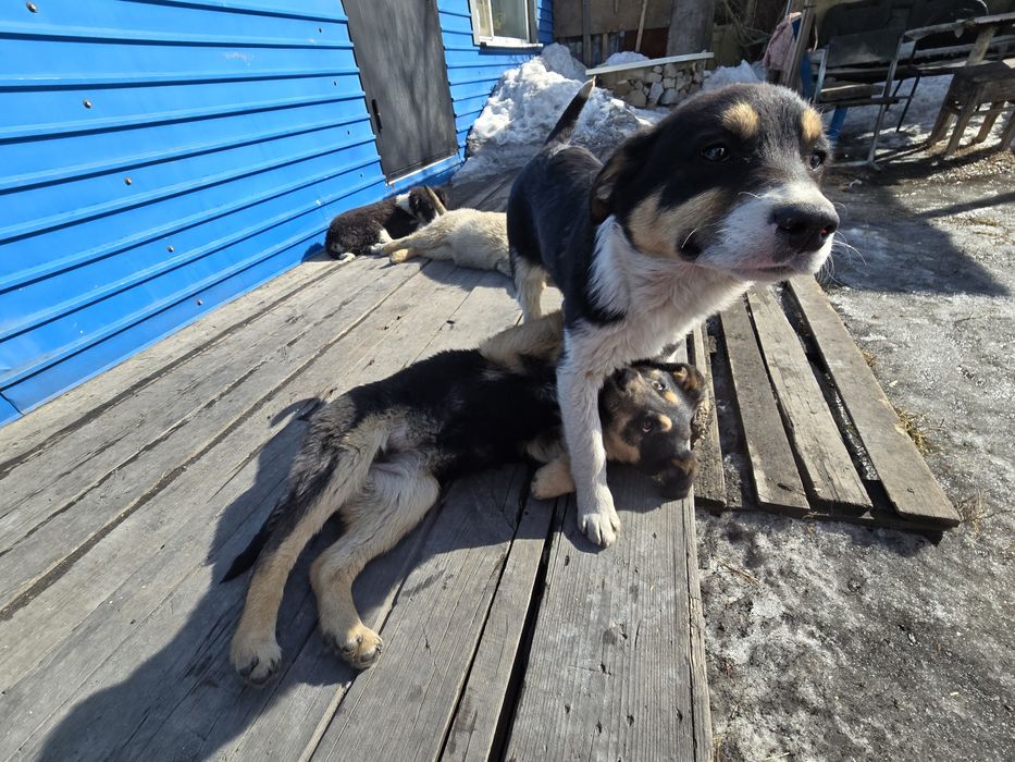 Щенята собака 3 месяца в добрые руки