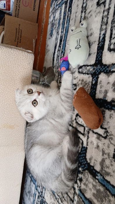 тозза пародали 3 ойлик