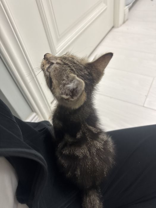 Котенок 2 месяца