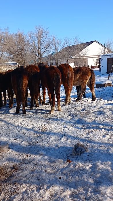 Еркек тайлар сатылады