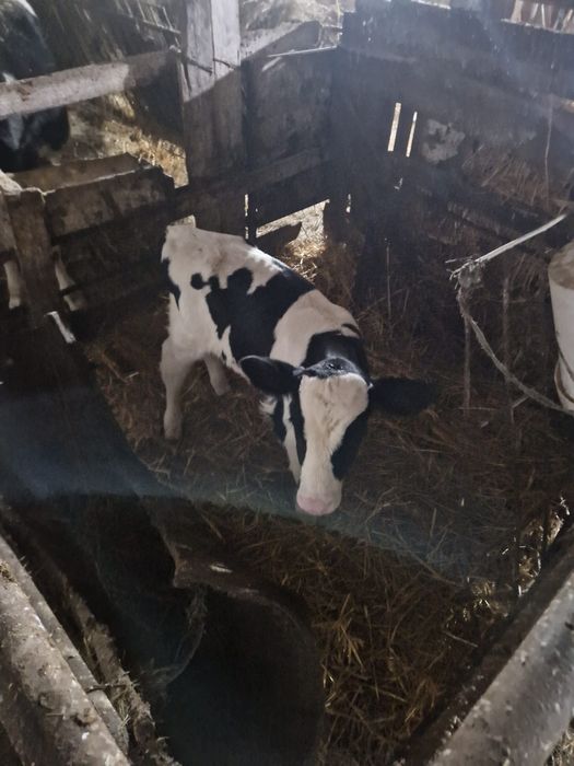 Vând Vitel Holstein