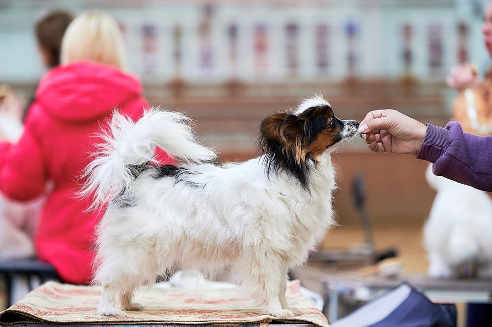 Продажа щенков папийона