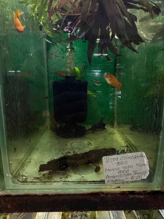 Аквариумные рыбки