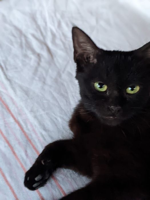 Кошка ищет дом и добрых хозяев