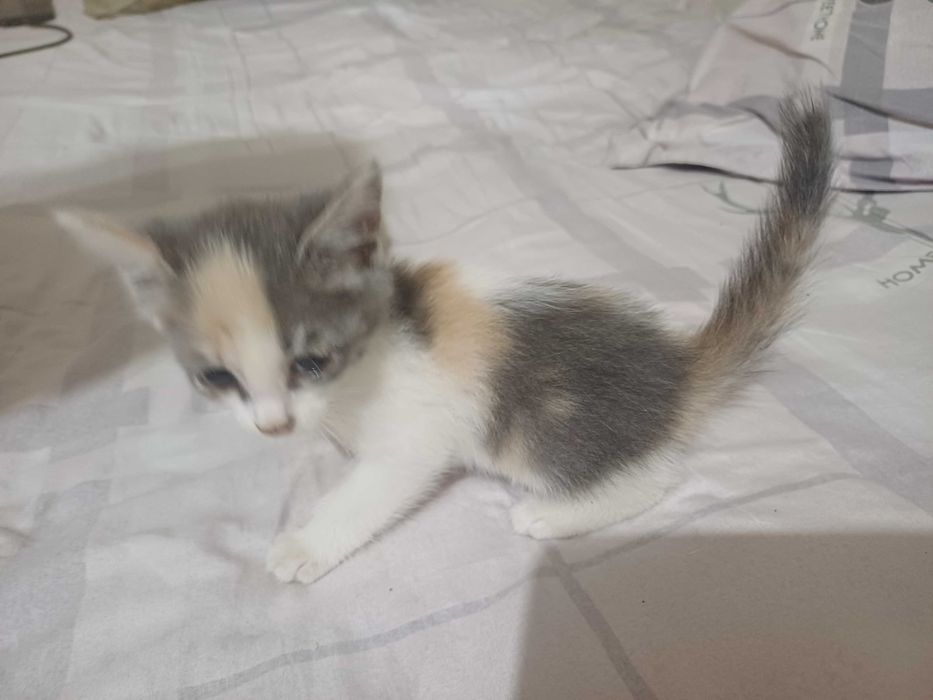 Котята в хорошие руки