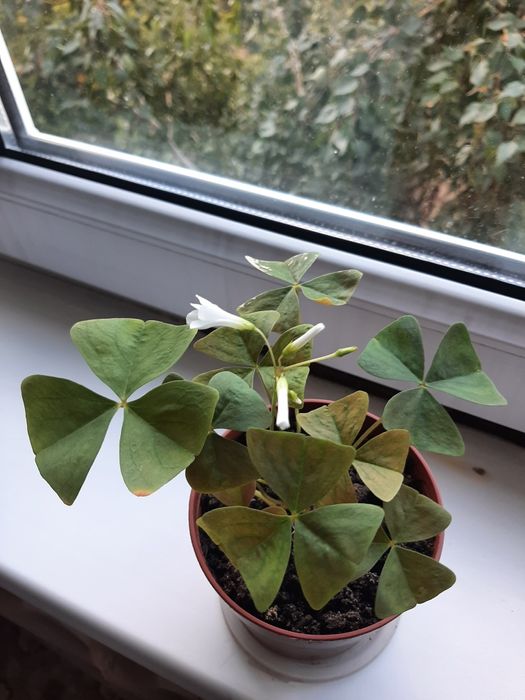 Продам кислицу, бабочки