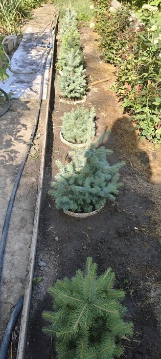 Голубая ель  колючей Picea pungens Clauca