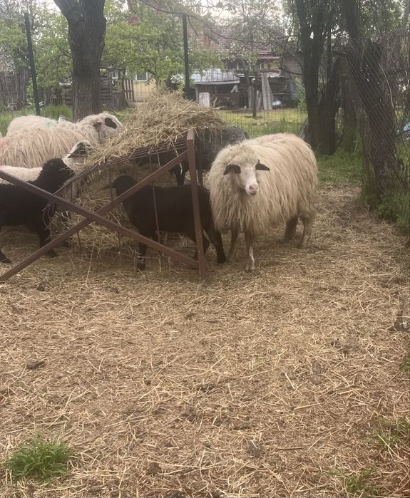 Oii la prima fatare 5 buc