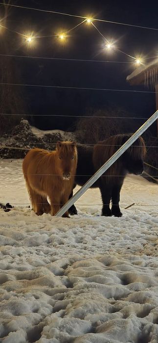 Мини пони мъжко .