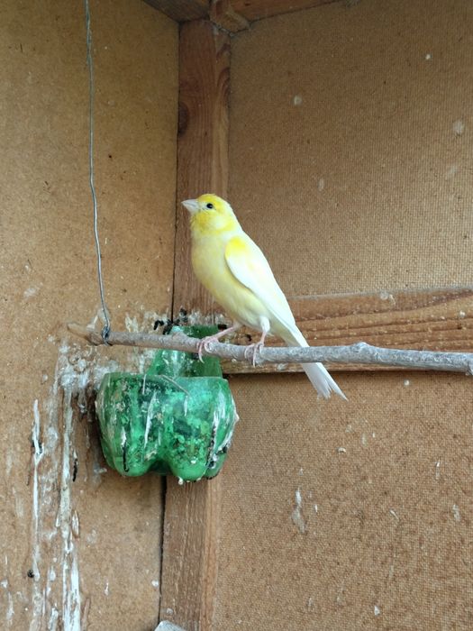 Канарейка бартер на кур