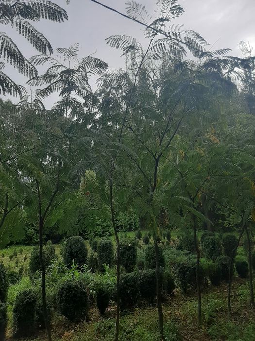 Vand platani - tei - mesteacan - catalpa - artar-stejar