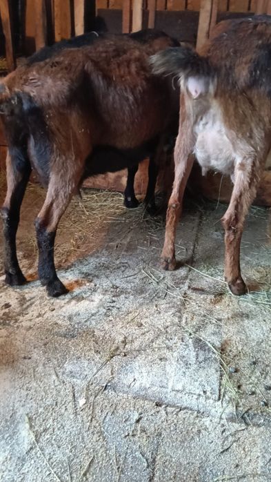 Vând capre de rasă