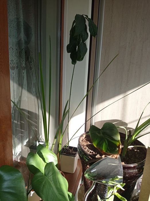 Экзотические растения