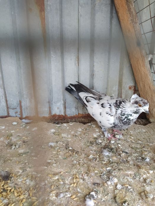 Голубка Чубатая прилетела