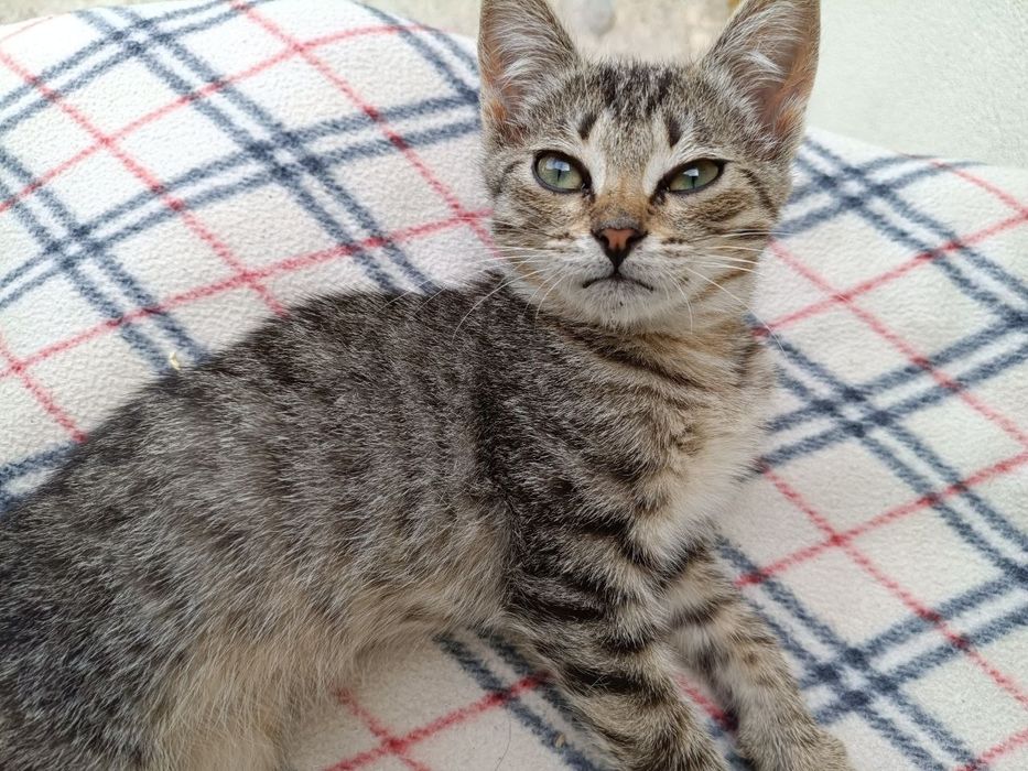 Маленький котенок
