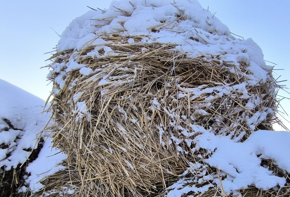 Сено Суданка Шөп Сорго