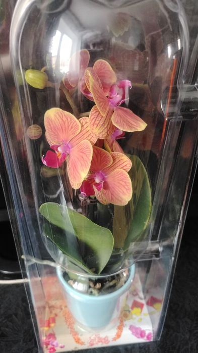 Орхидея мультифлора!