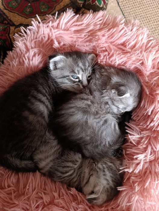 Котята Скотиш фолд