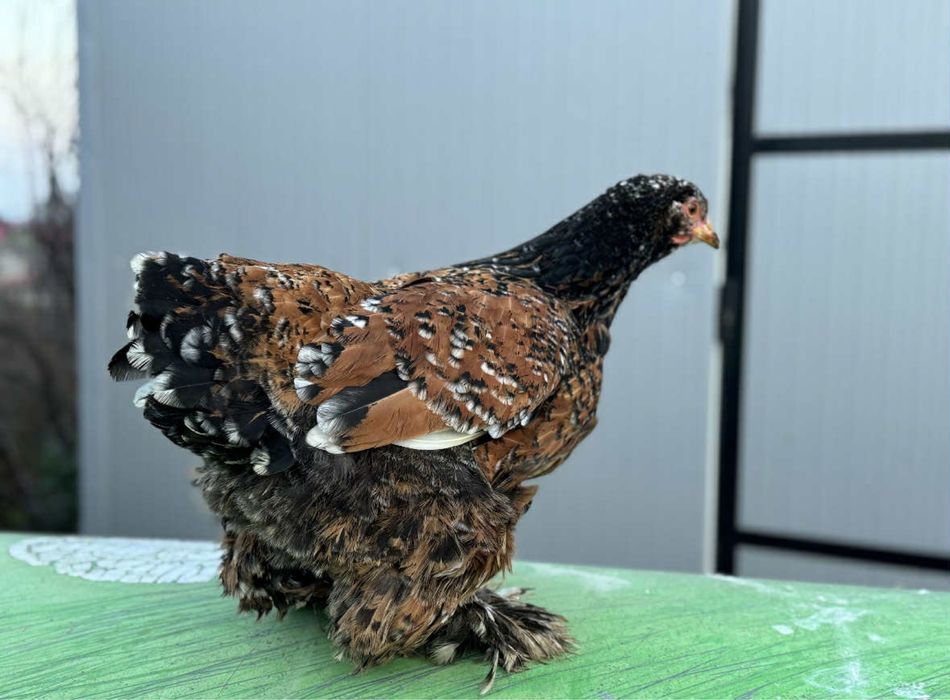 Cocos si gaina cochinghiba portelan