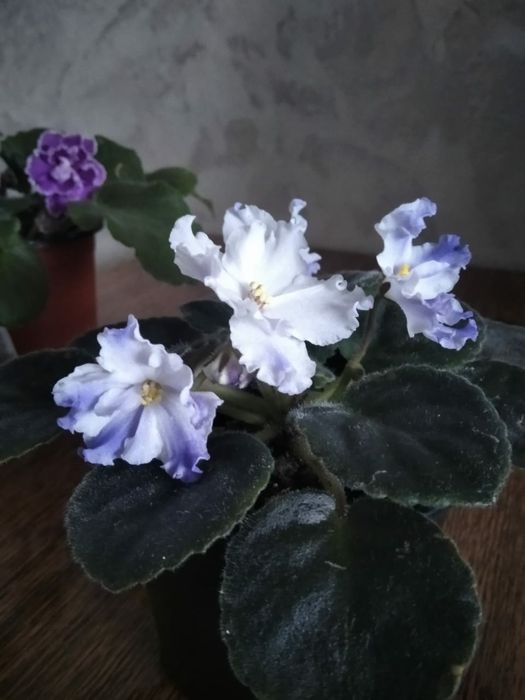 Продам сортовые цветущие фиалки