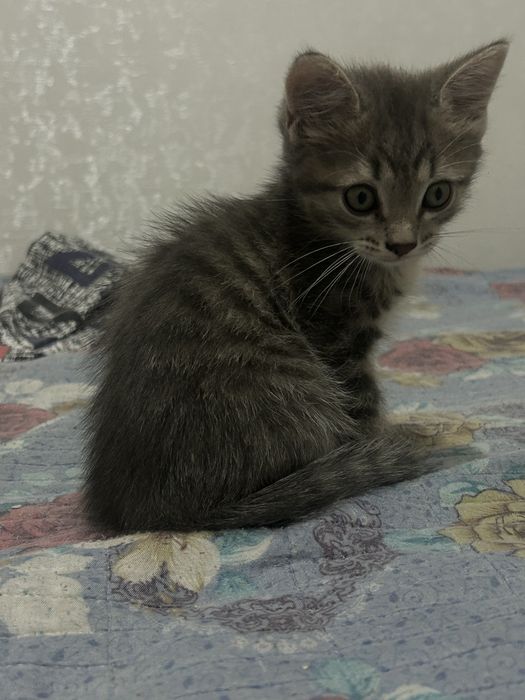 Отдаем котенка в хорошие руки