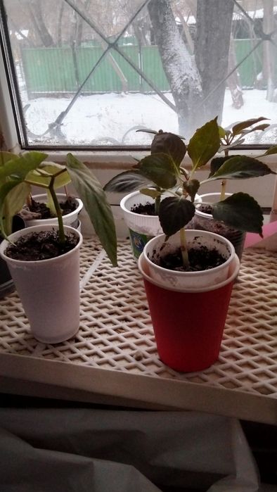 Цветов много всё хорошие