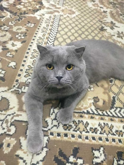 Scottish fold grey