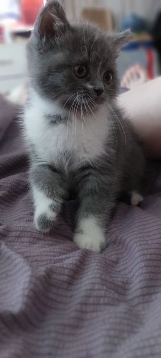 Котенок шотландец