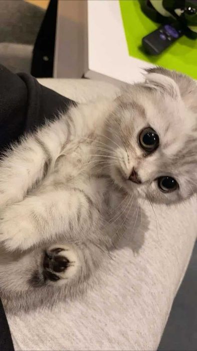 Котенок вислоухи