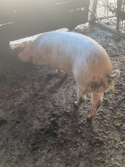 Продавам Женско прасе