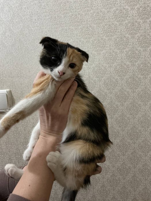 Котята  красивые