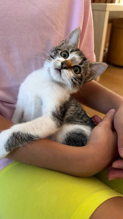 Две прекрасни котенца на 2 месеца търсят дом
