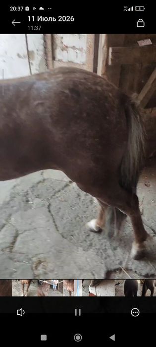 Продам Пони жеребчик