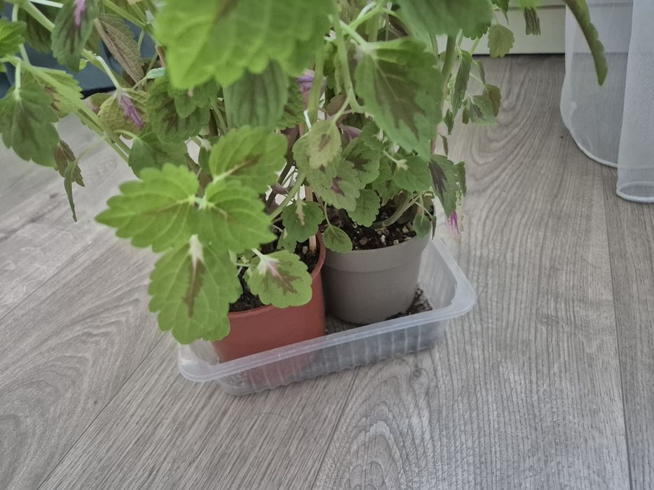 Продам колеусы..