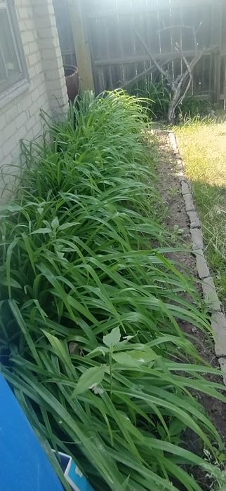 Продам дачу вобществе " садовод строитель"