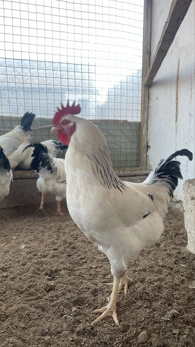 адлер кораздар сатылады