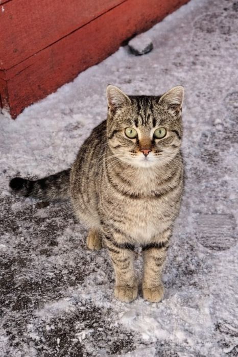 Котята 4 месяца 3 шт.