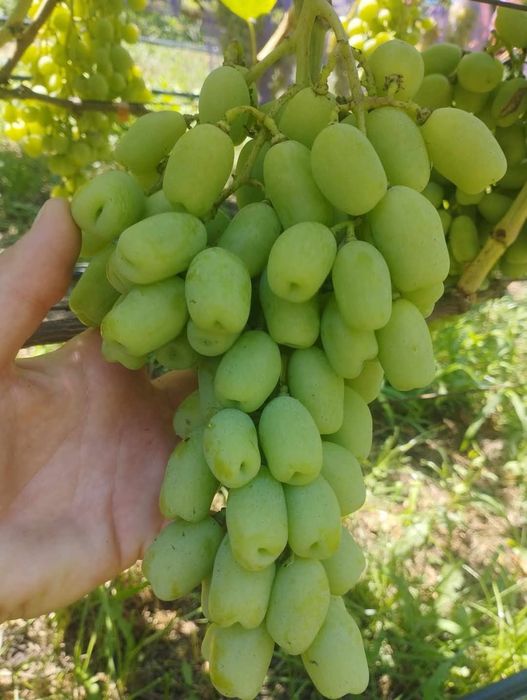 Vita de vie soiuri Apirene la ghiveci