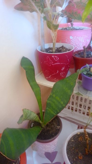 Обмен комнатных цветов.