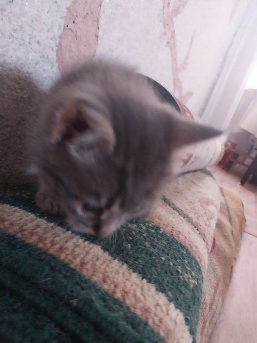 Отдам котиков в добрые руки