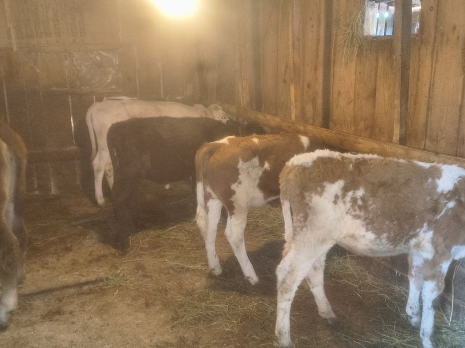Vițele de vînzare bălțate românești frumoase